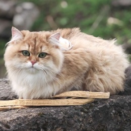 LongPort - 瞄准月亮