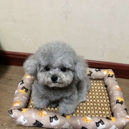 LongPort - 戴维地