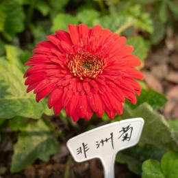 LongPort - 非洲野菊