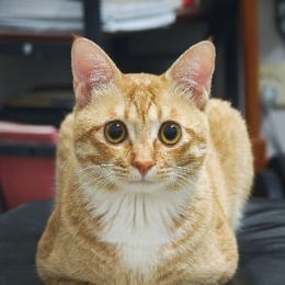 LongPort - 勇于不敢