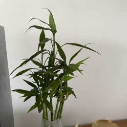 LongPort - moneytomyhome口袋