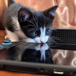 Longbridge - 猫的名字叫奥利奥