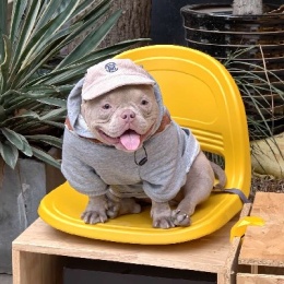 LongPort - 向往星辰大海的羊角包