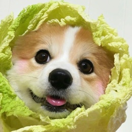 LongPort - 万山红