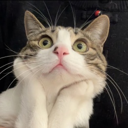 LongPort - zou huai yuan