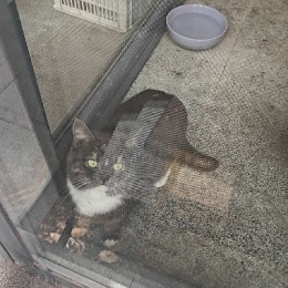 LongPort - 钢琴教师股市重启