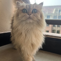 LongPort - 猪咪冲冲冲