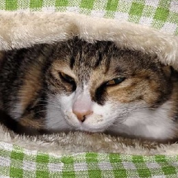 Longbridge - 钝感资本