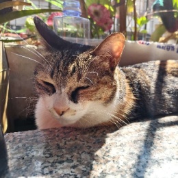 LongPort - 钝感资本