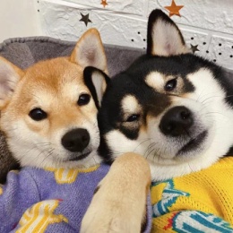 LongPort - 超爱吃大番茄