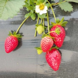 LongPort - 郭青青666