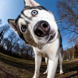 LongPort - 只想发财