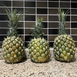 菠萝哥.