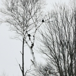 LongPort - Charles_T