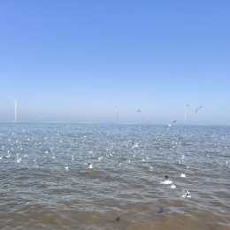 LongPort - 加州盛夏