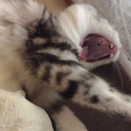 LongPort - bugyaluwang