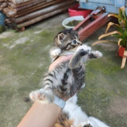 LongPort - 迅雷不及那个掩耳EL