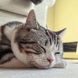 LongPort - 叶轻眉