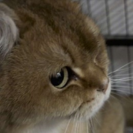 LongPort - Mario6688