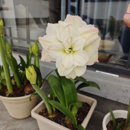 LongPort - 刘佳明