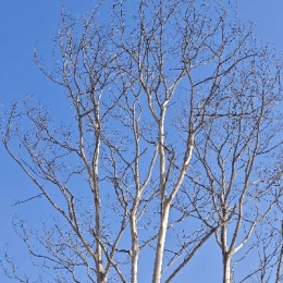 LongPort - 刘佳明