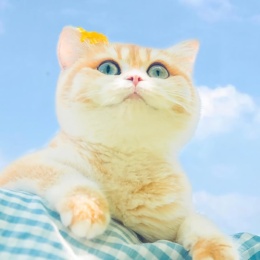 Longbridge - 旧城冷巷雨未停