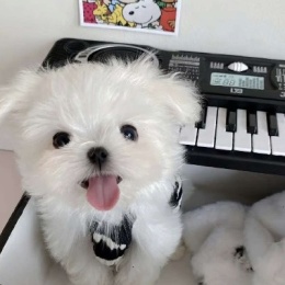 Kie