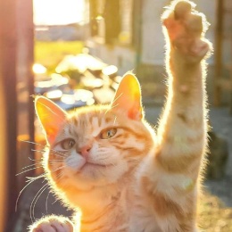 LongPort - 小闫蒸蒸日上