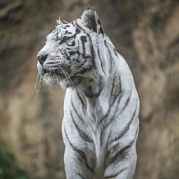 LongPort - 2026All in期权