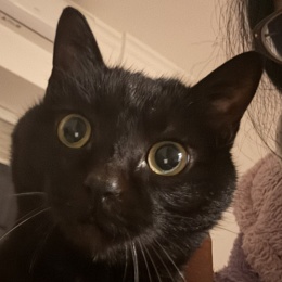 LongPort - 齐大白