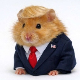 LongPort - 赵哥小迷弟