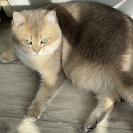 LongPort - 独一无二皮皮的交易员