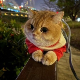 LongPort - 长桥第一赌徒（爆了）