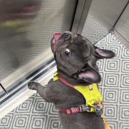 LongPort - 起飞的猪宝