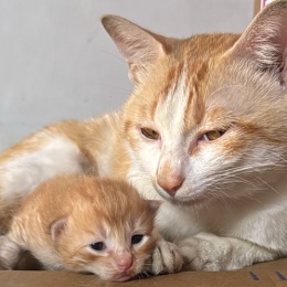 炒股养橘猫