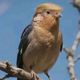 LongPort - 小富即安99