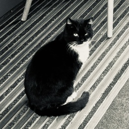 LongPort - tricycle63