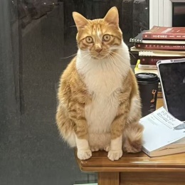 LongPort - 牛气冲天的水豚小噜噜