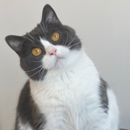 Longbridge - Rosa不会看K线