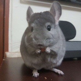 Longbridge - NewUser_2IDSXP