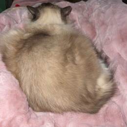 LongPort - 2026请善待我