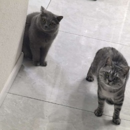 LongPort - 不想成韭菜交易员7.26