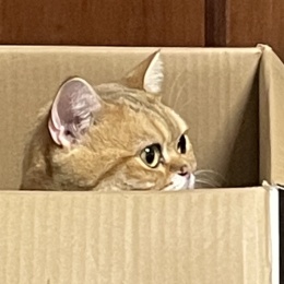 觸發點金勝手