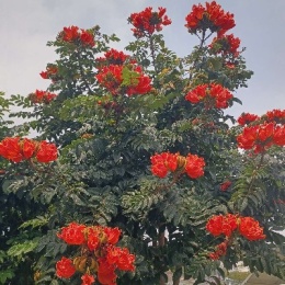 LongPort - 股期共舞