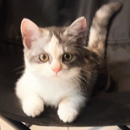 LongPort - 伊藤川藏