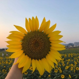 LongPort - 若昀资本