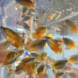 LongPort - 憨憨の野菜250910