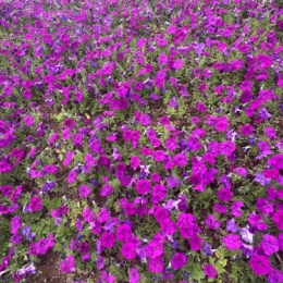 LongPort - 矜持的奥斯卡