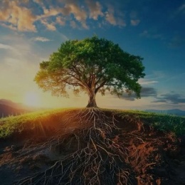 LongPort - 春日暖阳