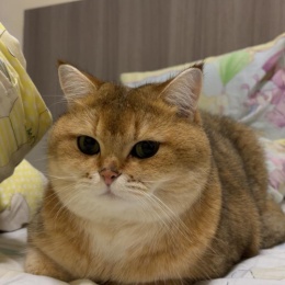 LongPort - 躺平者